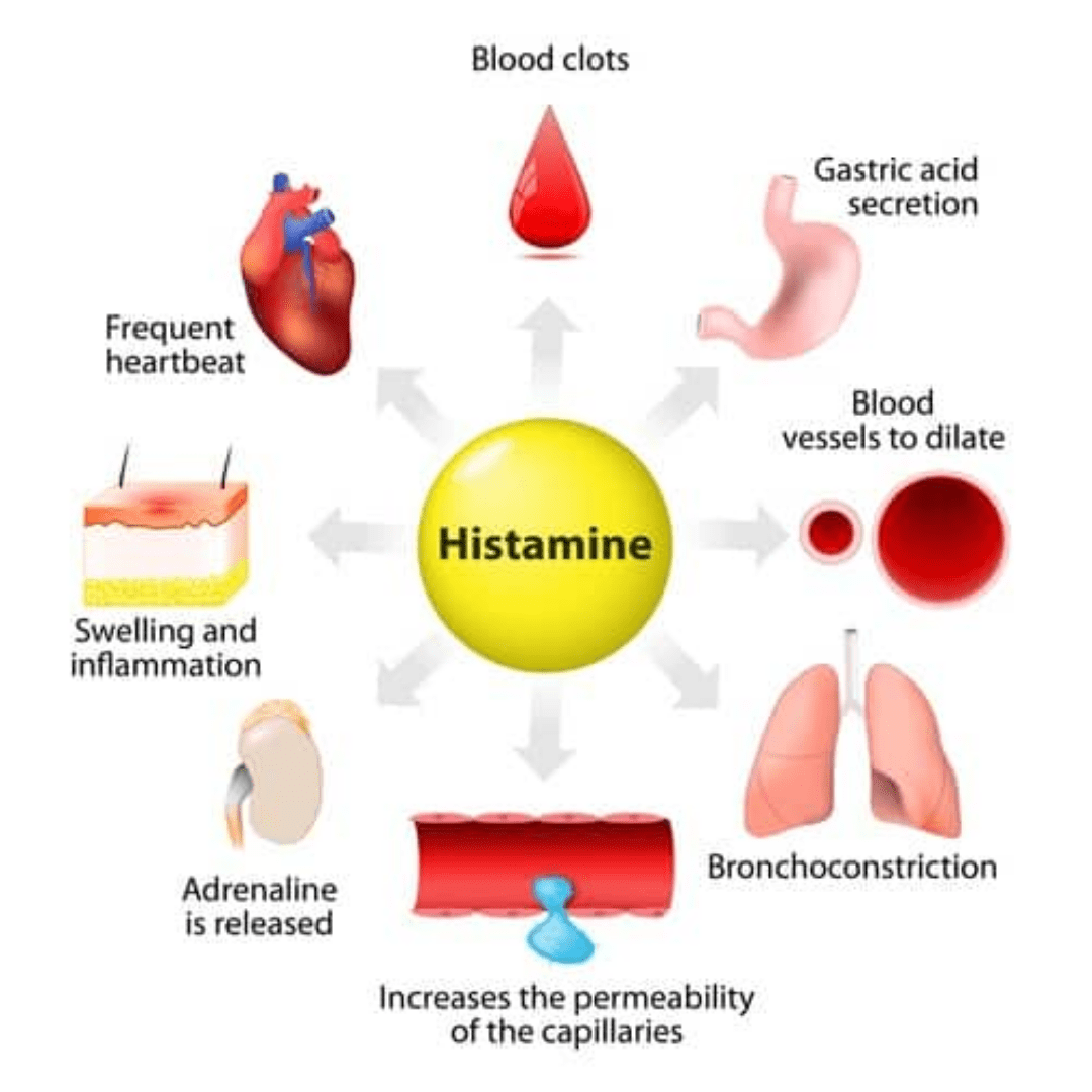 autacoids-histamine-serotonin-and-prostaglandins-pharmacampus