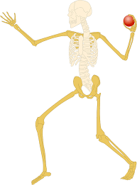 Skeleton Bones Skull - Free image on Pixabay