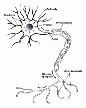 Neurons and Neuroglia