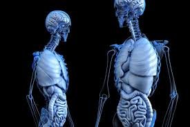 Anatomical Anatomy Body - Free image on Pixabay